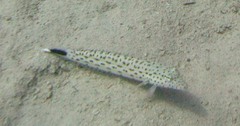 Parapercis hexophtalma
