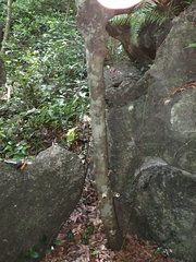 Uvariodendron kirkii