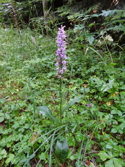 Dactylorhiza saccifera