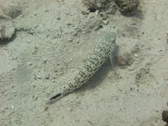 Parapercis hexophtalma