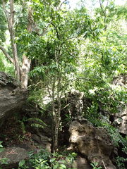 Uvariodendron kirkii