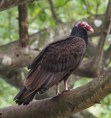 Cathartes aura