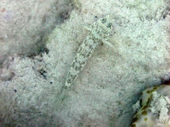 Istigobius