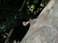 Uvariodendron gorgonis