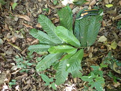 Uvariodendron gorgonis