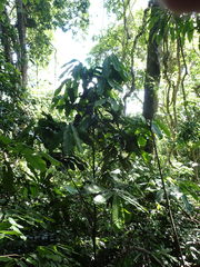 Uvariodendron gorgonis