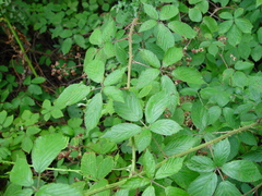Rubus moylei