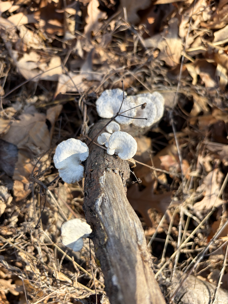 Neofavolus alveolaris · February 2026 · photo: © kefreecomo (iNaturalist, cc-by)