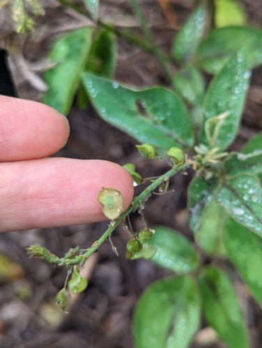 Zarzabacoa dulce (Desmodium glabrum)
