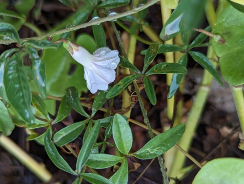 Wright's Morning-glory (Ipomoea heptaphylla)