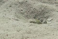 Ctenogobiops crocineus