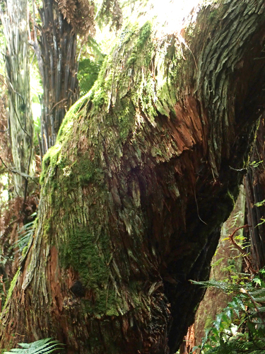 Dracophyllum arboreum, photograph 3