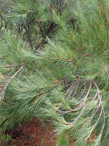 Dracophyllum arboreum, photograph 2
