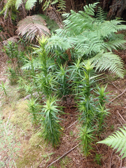 Dracophyllum arboreum