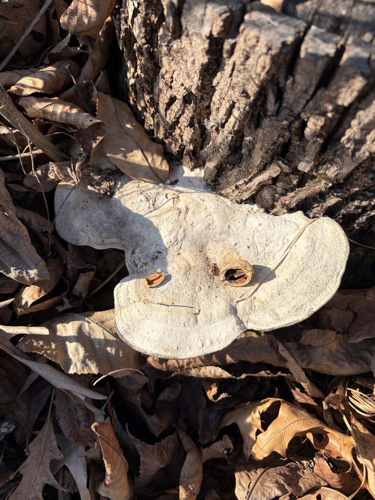 Trametes aesculi · February 2026 · photo: © kefreecomo (iNaturalist, cc-by)