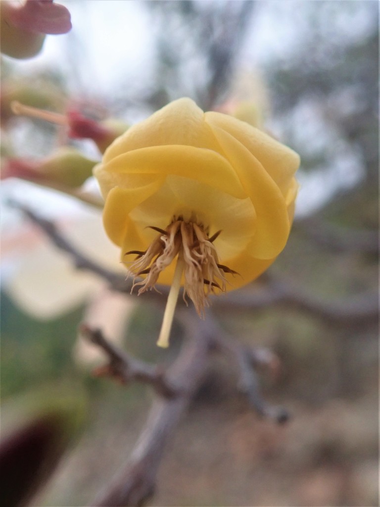 Pentacme siamensis (Pentacme siamensis)
