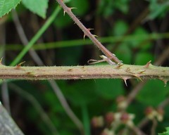 Rubus moylei
