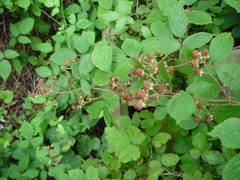 Rubus moylei