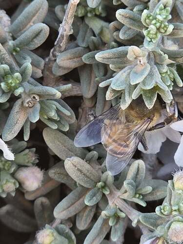 Shortleaf Germander