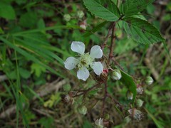 Rubus moylei