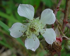 Rubus moylei