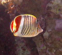 Chaetodon paucifasciatus