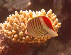 Chaetodon paucifasciatus