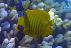 Chaetodon semilarvatus