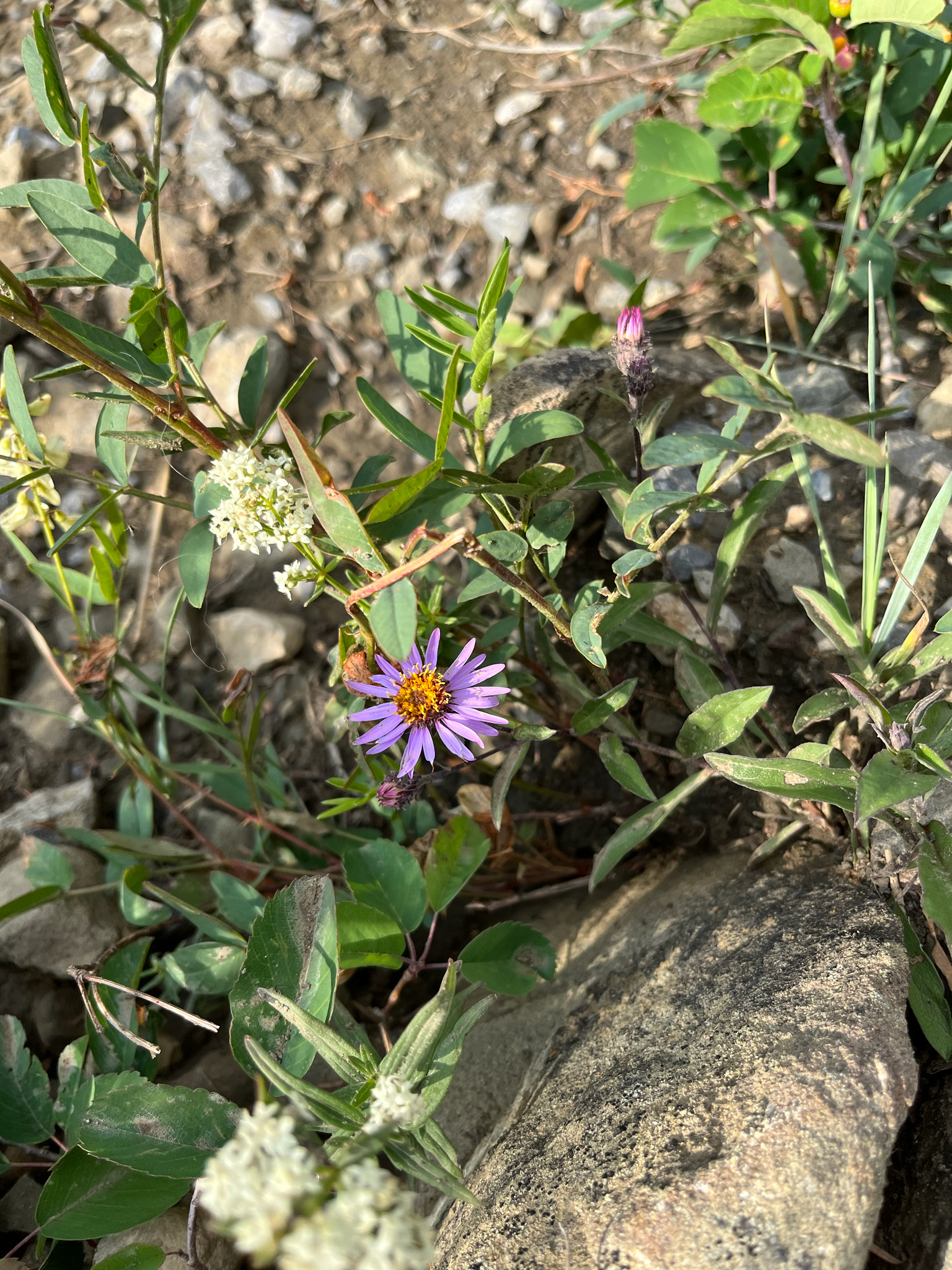 Siberian Aster (Eurybia sibirica)