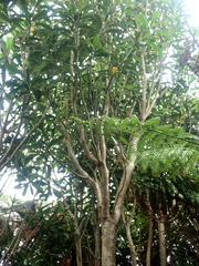 Pseudopanax chathamicus, photograph author not stated, no rights reserved