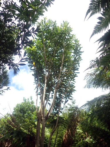 Pseudopanax chathamicus, photograph 6