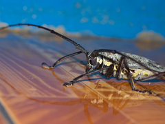 Batocera humeridens
