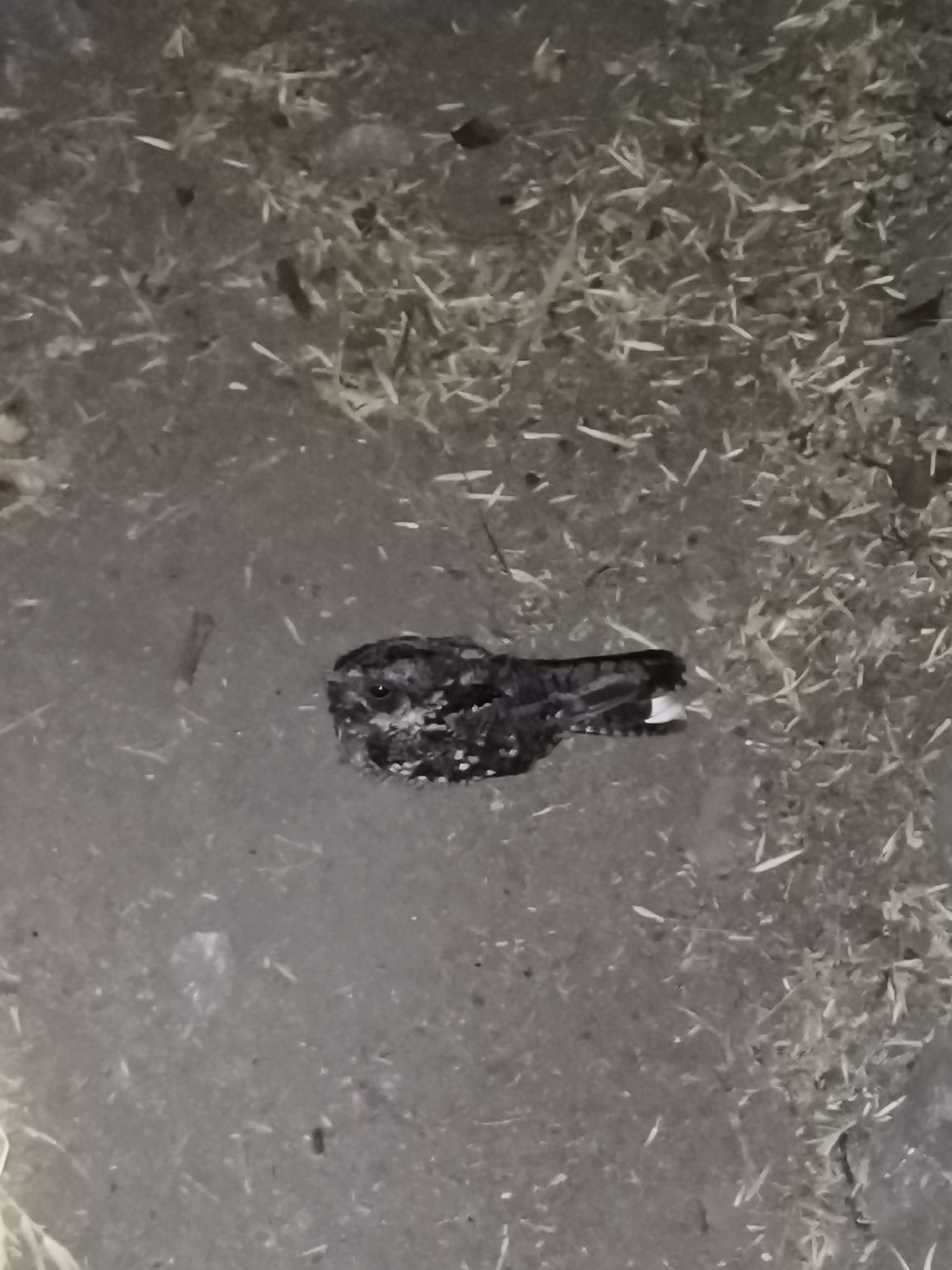 Band-winged Nightjar (Systellura longirostris), photo 2