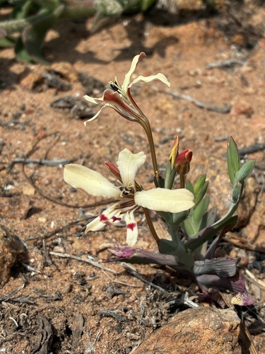 Catclaw Corn-lily (Lapeirousia fabricii)