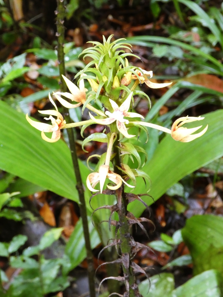 Plocoglottis hirta