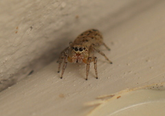 Salticidae