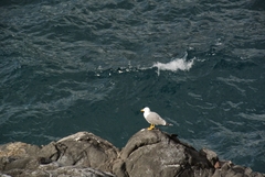 Larus michahellis atlantis