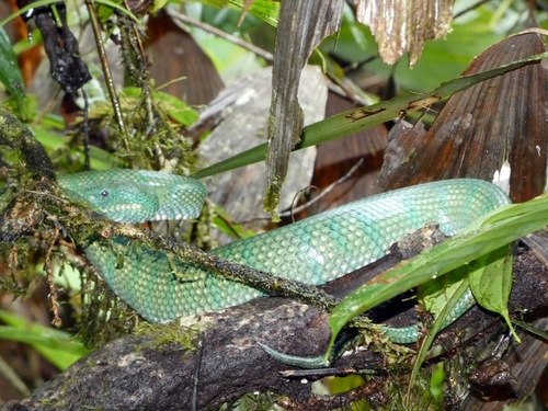 Bornean Keeled Pit Viper