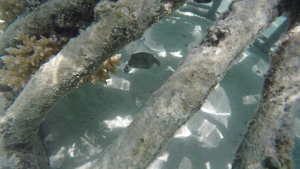 Blackspotted puffer
