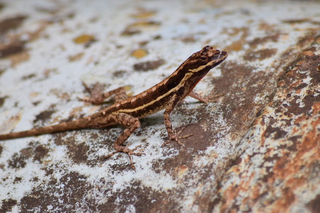 Dunn's Anole
