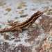 Dunn's Anole - Photo (c) R.E.Llanos, some rights reserved (CC BY-NC-SA), uploaded by R.E.Llanos