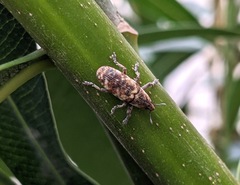 Hypolixus pica