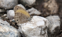 Pharneuptychia phares