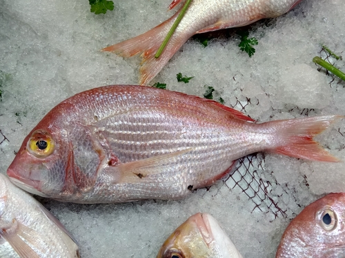 Angolan dentex (Dentex angolensis) — Sparidae