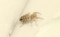 Salticidae