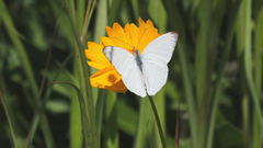 Ascia monuste automate