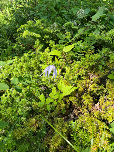 Western Blue Clematis (Clematis occidentalis)