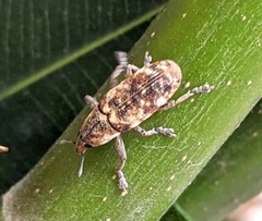 Hypolixus pica