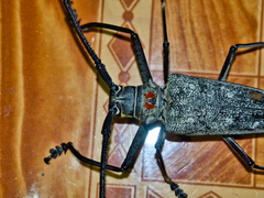 Batocera humeridens