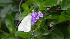 Ascia monuste automate